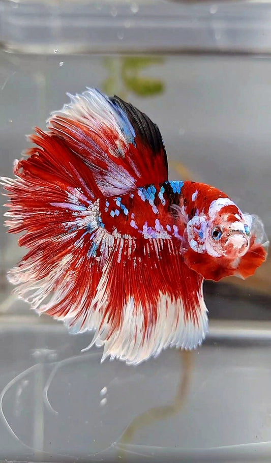 HALFMOON ROSETAIL RED WHITE GALAXY BARONGSAI BETTA FISH