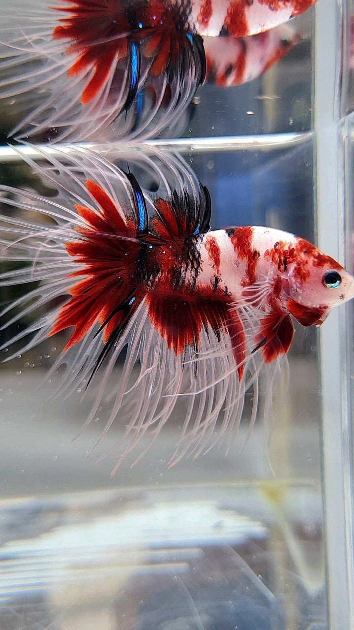 CROWNTAIL RED KOI MULTICOLOR BETTA FISH
