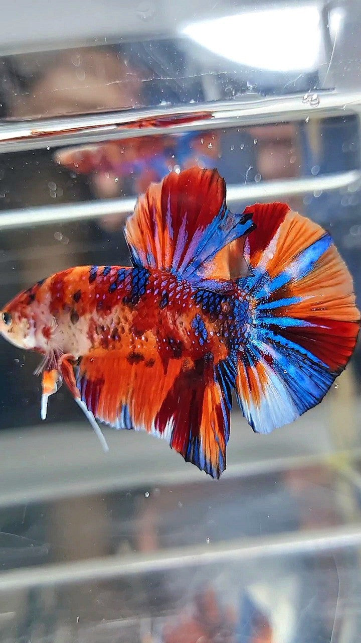 GIANT HMPK BO 5,3CM ORANGE BOLD FIRE MULTICOLOR BETTA FISH
