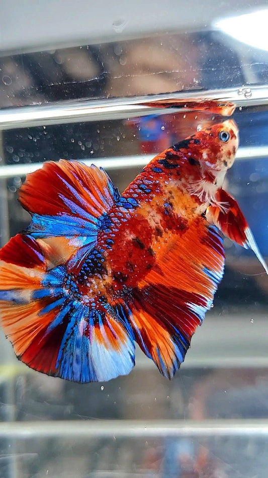 GIANT HMPK BO 5,3CM ORANGE BOLD FIRE MULTICOLOR BETTA FISH