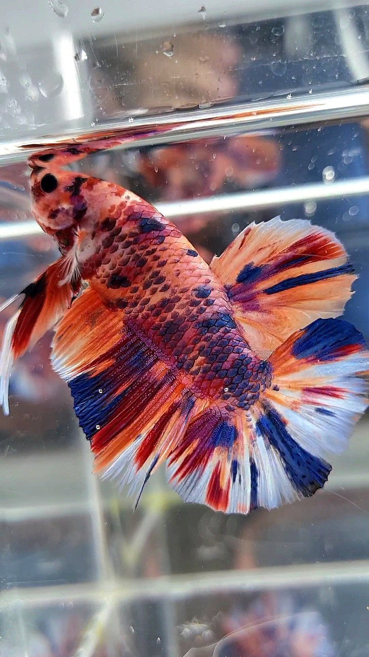 GIANT HMPK BO 5,3CM ORANGE CANDY PURPLE MULTICOLOR BETTA FISH