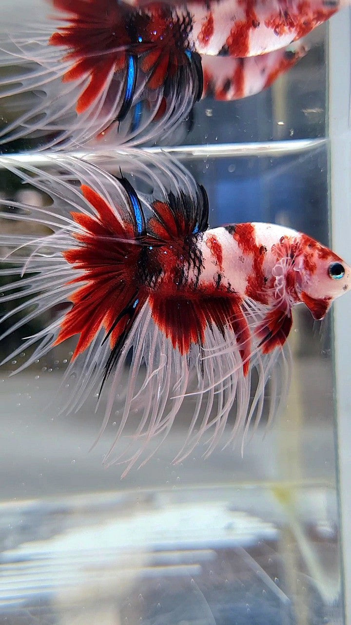 CROWNTAIL RED KOI MULTICOLOR BETTA FISH
