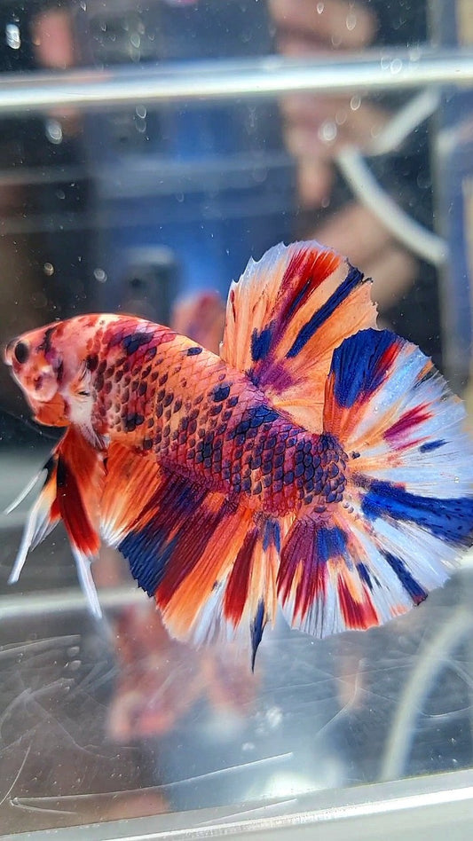 GIANT HMPK BO 5,3CM ORANGE CANDY PURPLE MULTICOLOR BETTA FISH