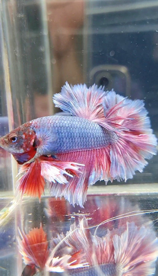 KING ROSETAIL HALFMOON PURPLE VIOLET BETTA FISH