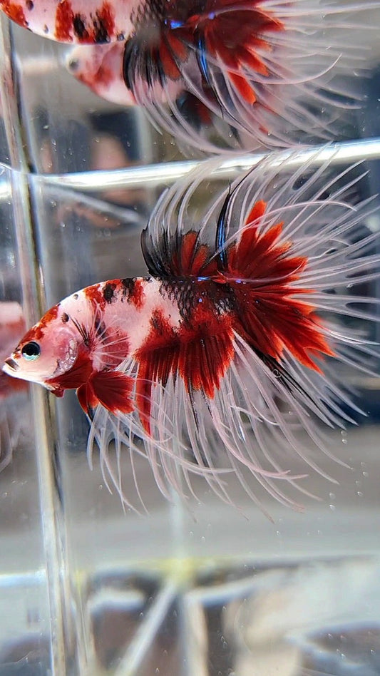 CROWNTAIL RED KOI MULTICOLOR BETTA FISH