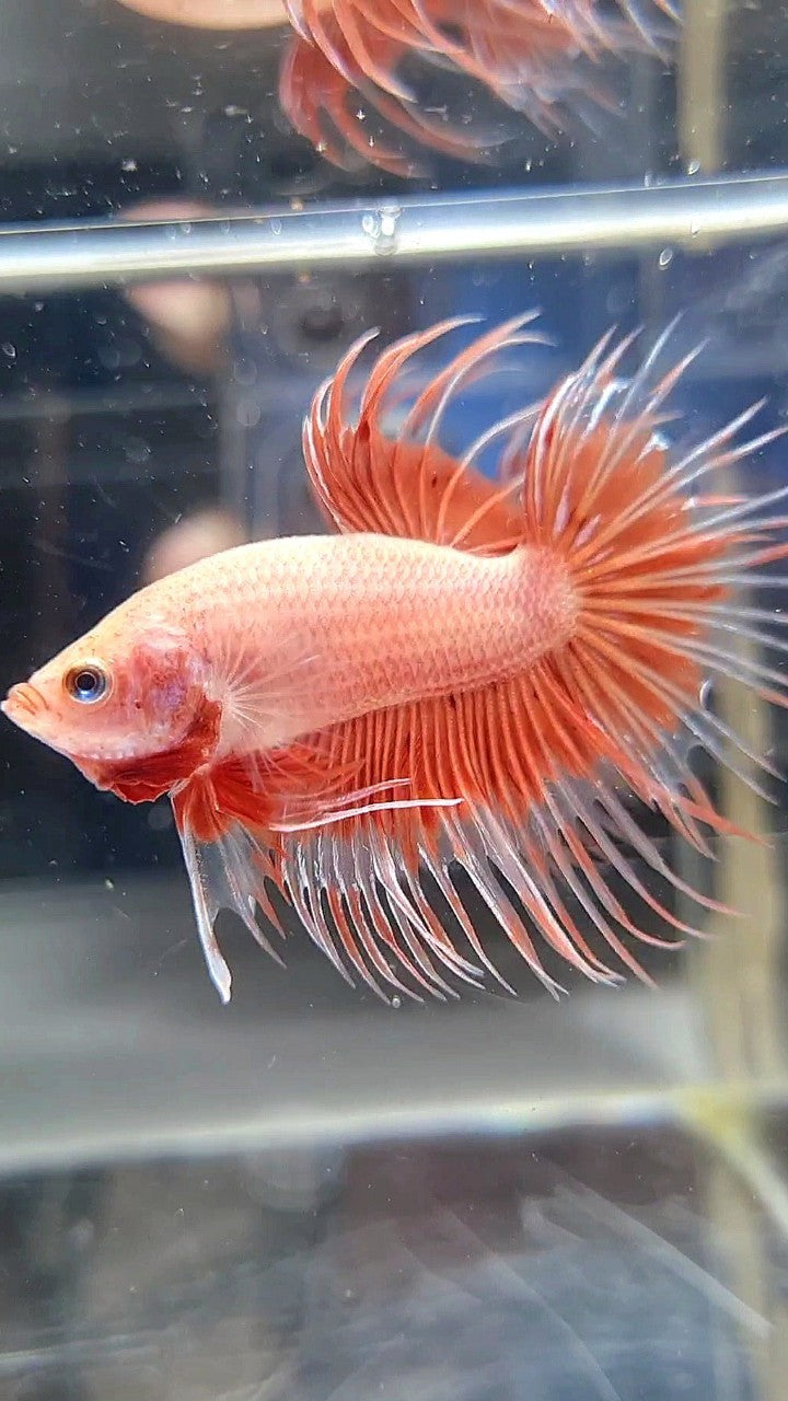 CROWNTAIL ARMAGEDDON BUTTERFLY BETTA FISH