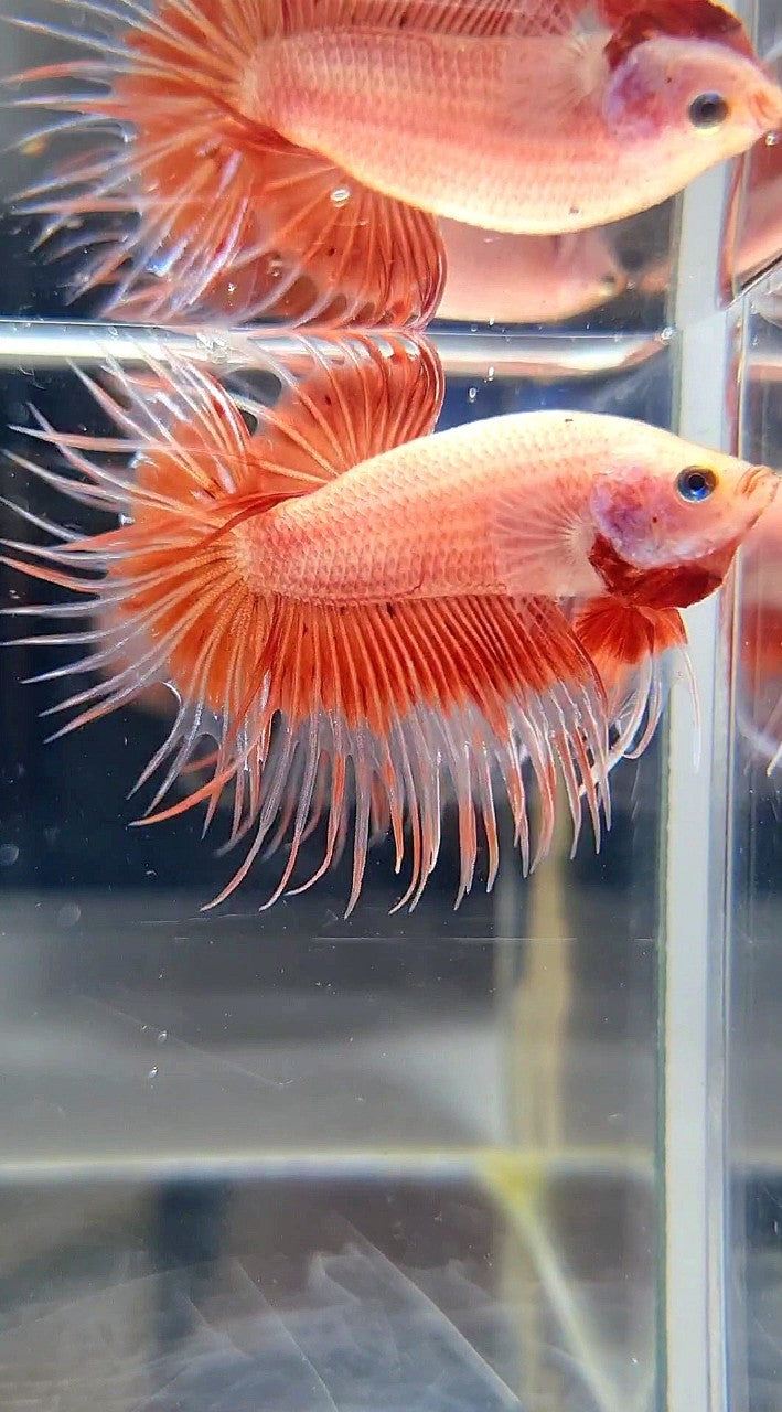 CROWNTAIL ARMAGEDDON BUTTERFLY BETTA FISH