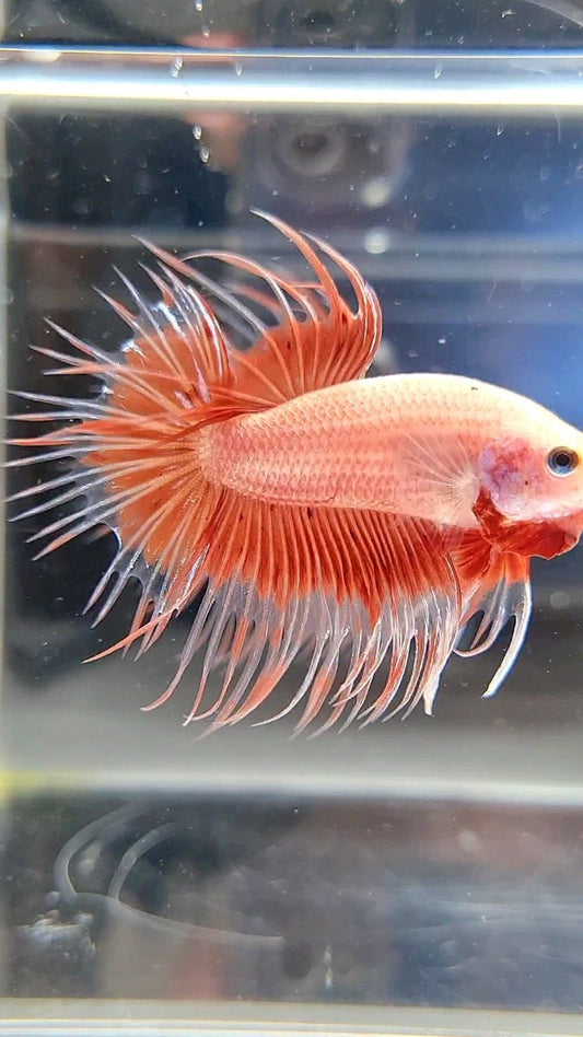CROWNTAIL ARMAGEDDON BUTTERFLY BETTA FISH