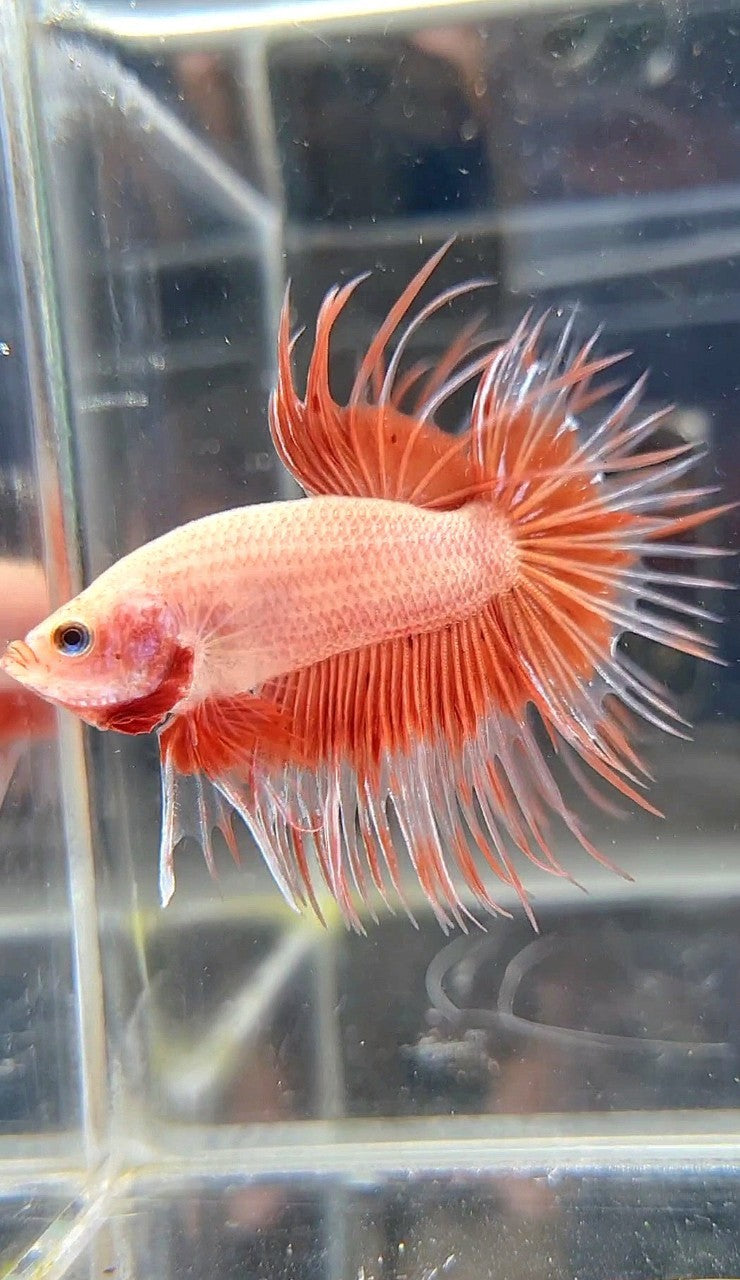 CROWNTAIL ARMAGEDDON BUTTERFLY BETTA FISH