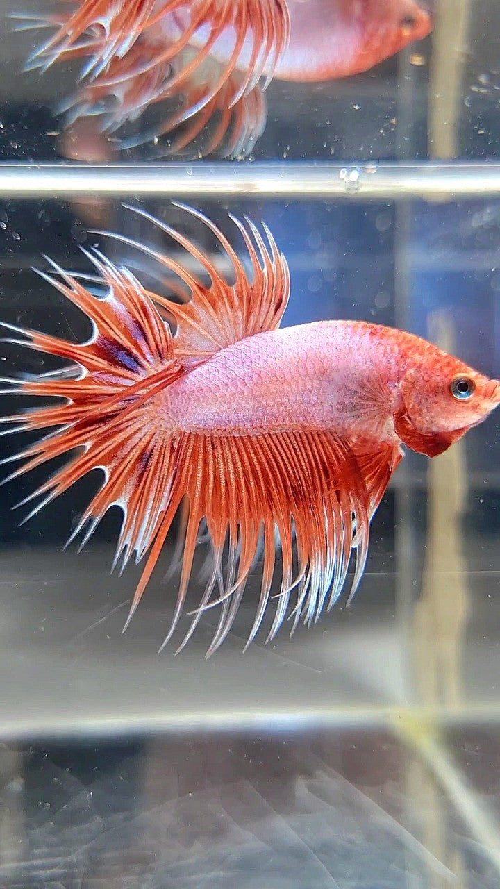 CROWNTAIL ARMAGEDDON ORANGE VIOLET BETTA FISH