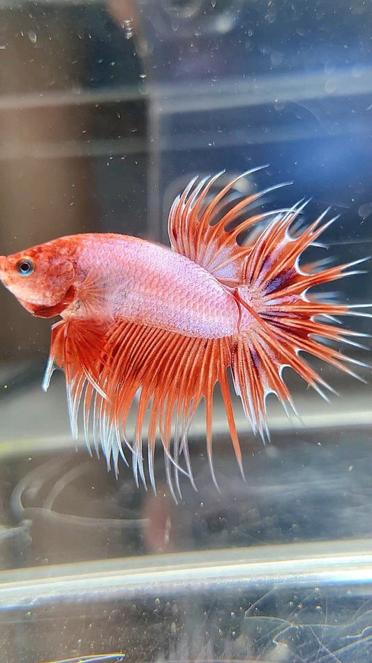 CROWNTAIL ARMAGEDDON ORANGE VIOLET BETTA FISH