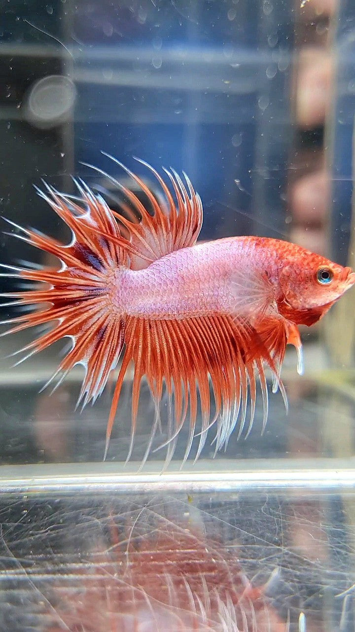 CROWNTAIL ARMAGEDDON ORANGE VIOLET BETTA FISH