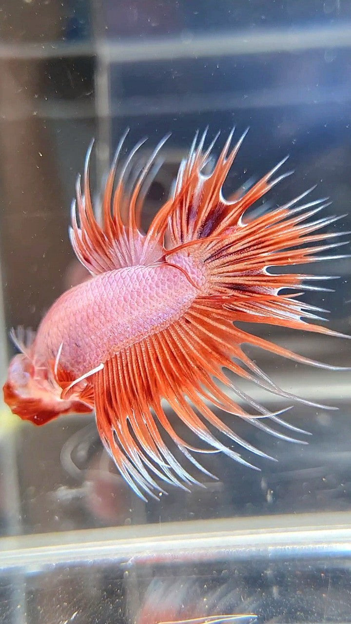 CROWNTAIL ARMAGEDDON ORANGE VIOLET BETTA FISH