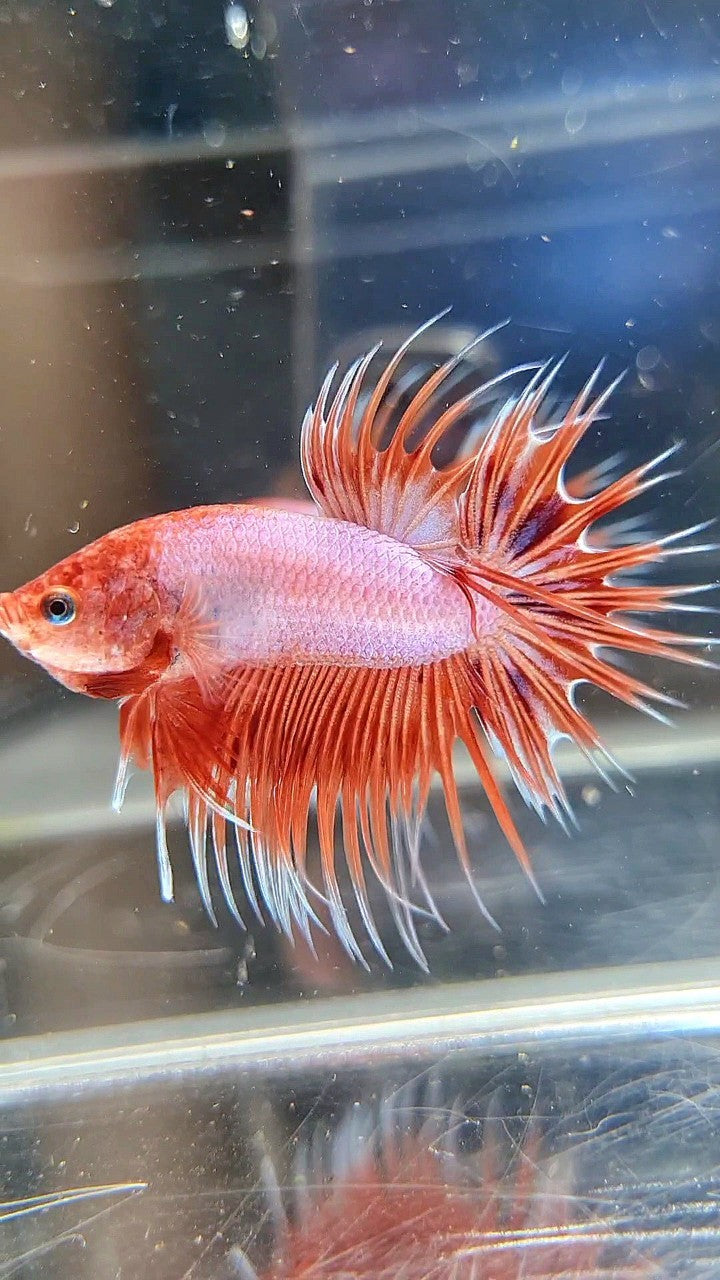 CROWNTAIL ARMAGEDDON ORANGE VIOLET BETTA FISH