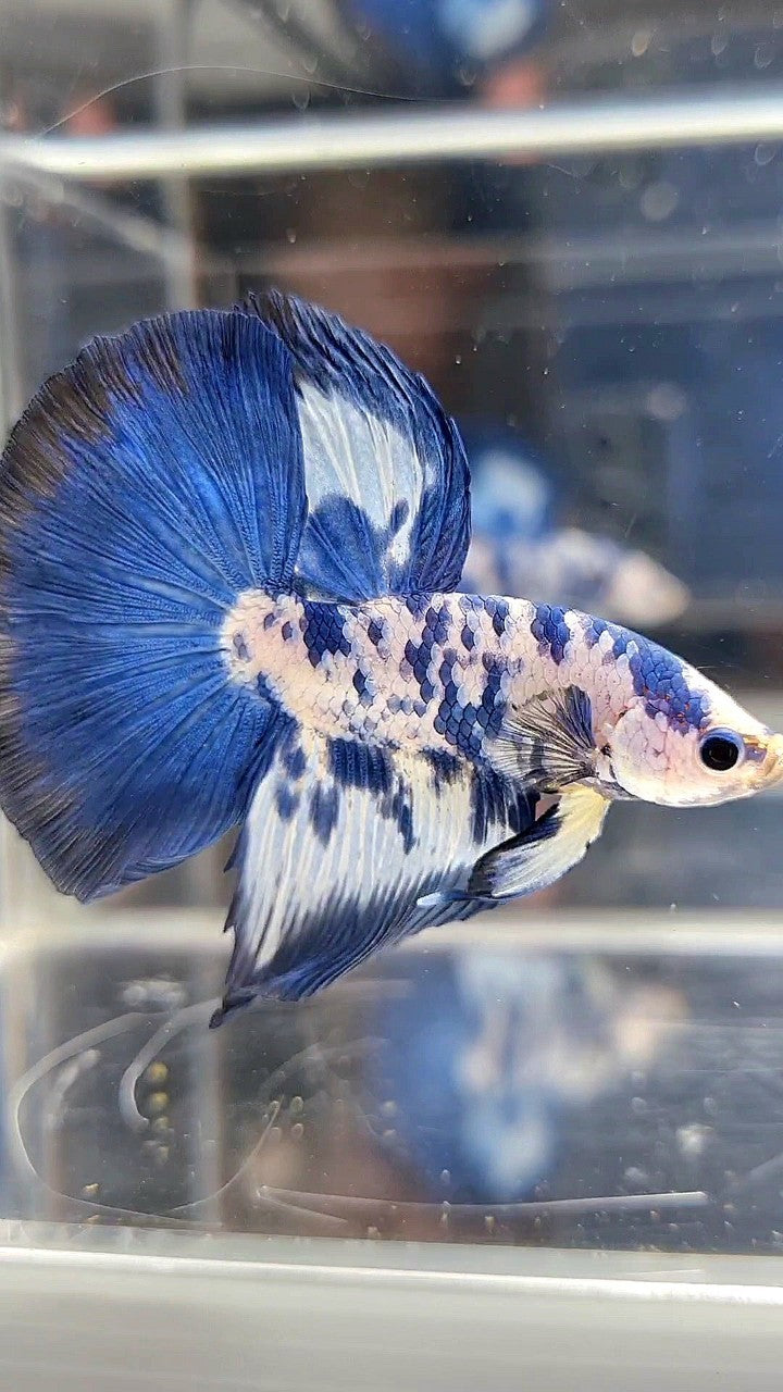 LUXURY HALFMOON SUPER DOTS MARBLE BLUE RIM PATTERN BETTA FISH