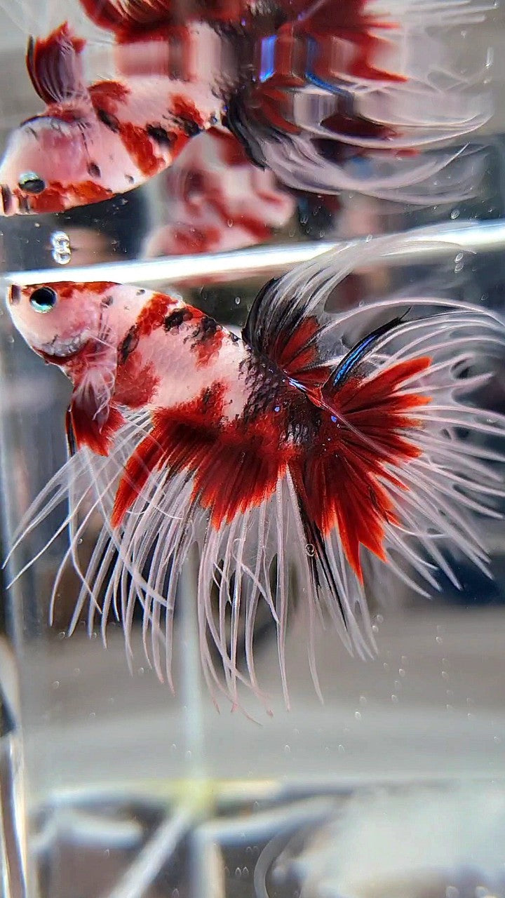 CROWNTAIL RED KOI MULTICOLOR BETTA FISH
