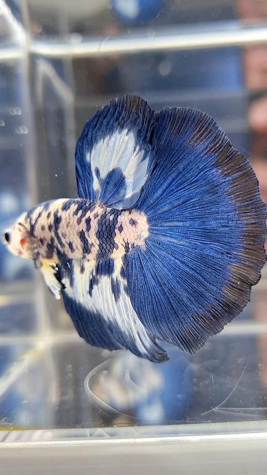 LUXURY HALFMOON SUPER DOTS MARBLE BLUE RIM PATTERN BETTA FISH