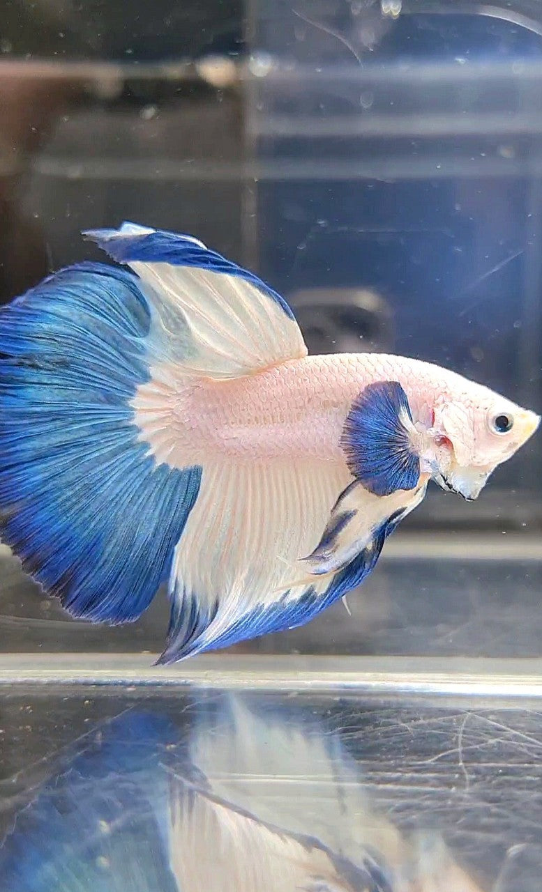 LUXURY HALFMOON BIG EAR BLUE RIM BETTA FISH