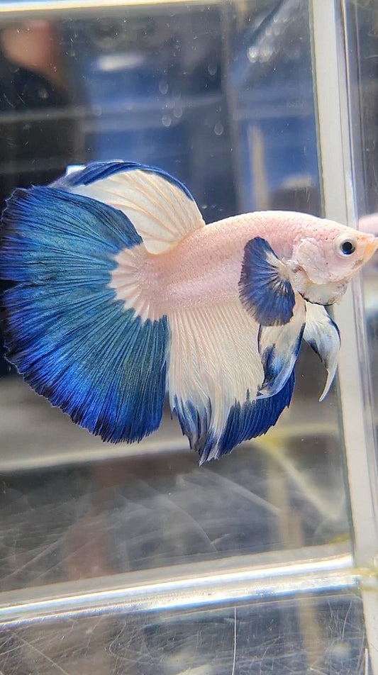 LUXURY HALFMOON BIG EAR BLUE RIM BETTA FISH