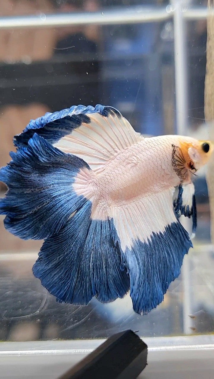 HALFMOON DOUBLE TAIL BLUE RIM BUTTERFLY YELLOW HEAD BETTA FISH