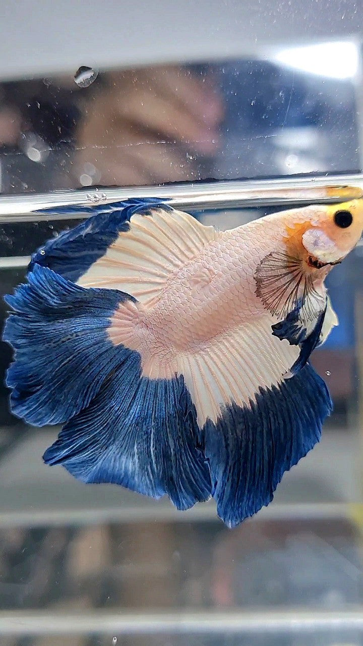 HALFMOON DOUBLE TAIL BLUE RIM BUTTERFLY YELLOW HEAD BETTA FISH