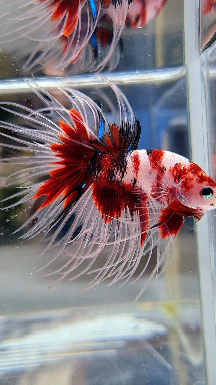 CROWNTAIL RED KOI MULTICOLOR BETTA FISH
