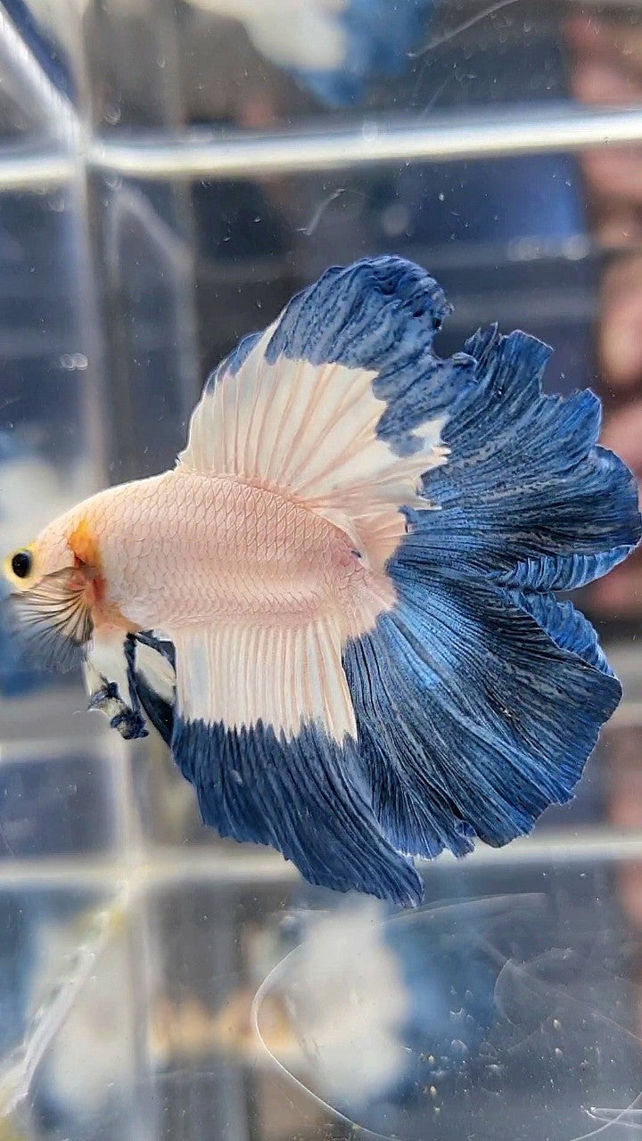 HALFMOON DOUBLE TAIL BLUE RIM BUTTERFLY YELLOW HEAD BETTA FISH