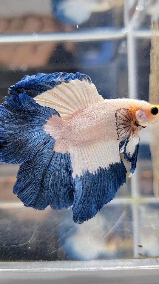 HALFMOON DOUBLE TAIL BLUE RIM BUTTERFLY YELLOW HEAD BETTA FISH