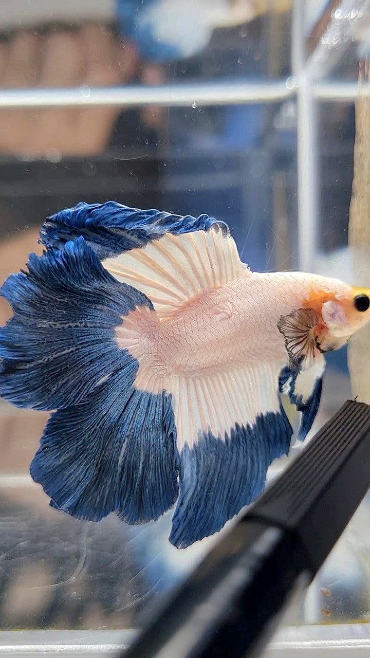HALFMOON DOUBLE TAIL BLUE RIM BUTTERFLY YELLOW HEAD BETTA FISH