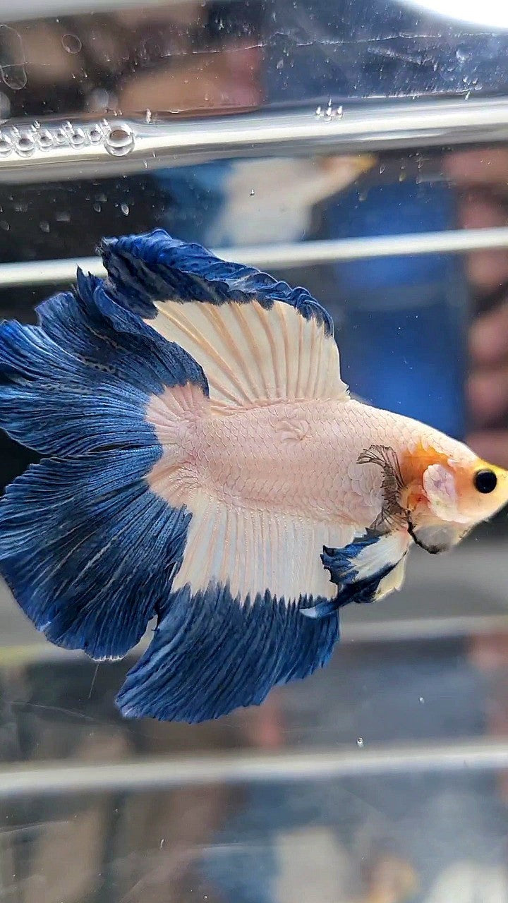HALFMOON DOUBLE TAIL BLUE RIM BUTTERFLY YELLOW HEAD BETTA FISH