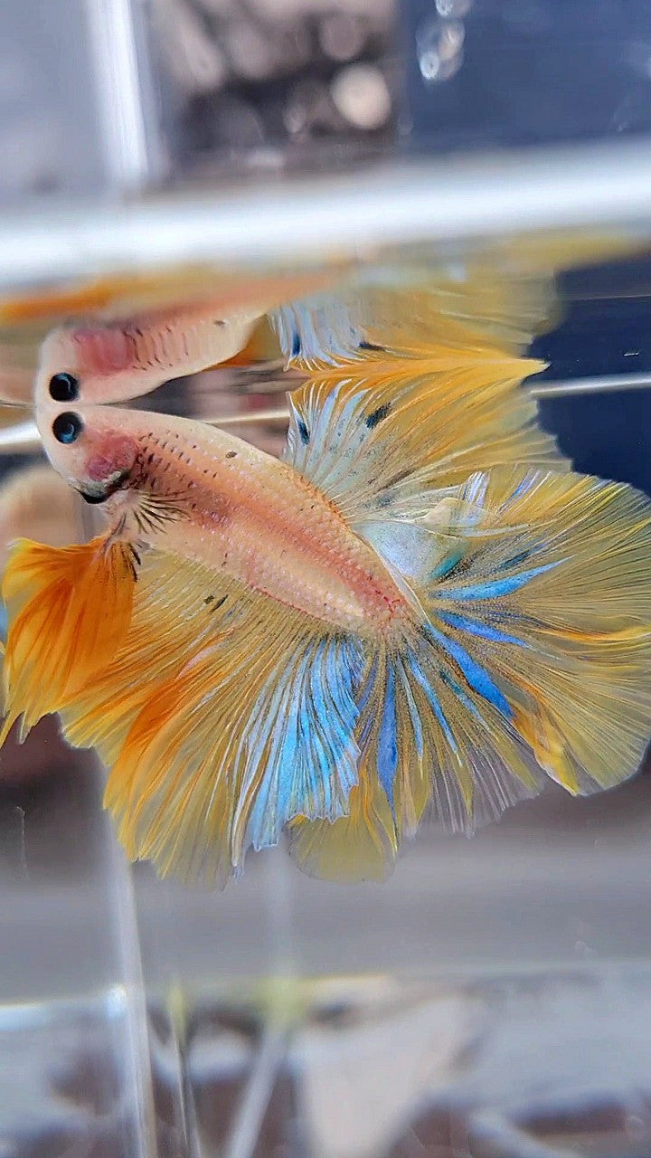 KING ROSETAIL HALFMOON YELLOW KOI BLUE WASH BETTA FISH