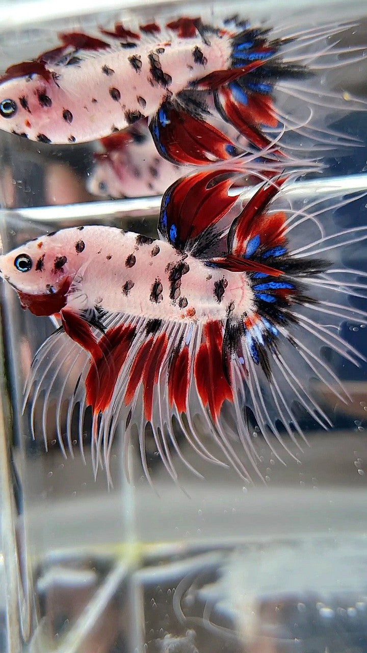 CROWNTAIL AOC SUPER DOTS KOI RED MULTICOLOR BETTA FISH