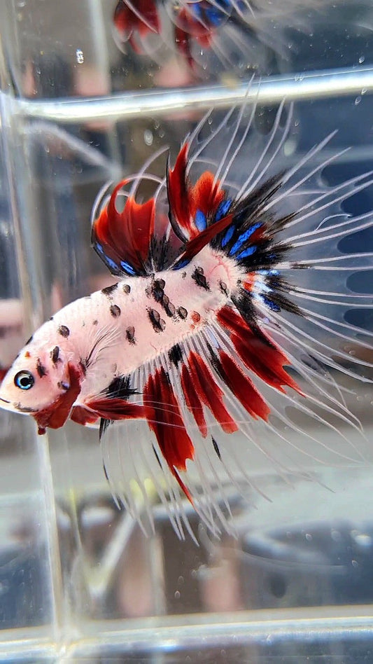CROWNTAIL AOC SUPER DOTS KOI RED MULTICOLOR BETTA FISH