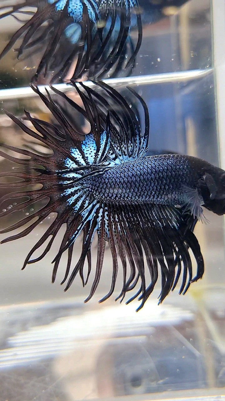 CROWNTAIL BLACK ORCHID SUPER BETTA FISH