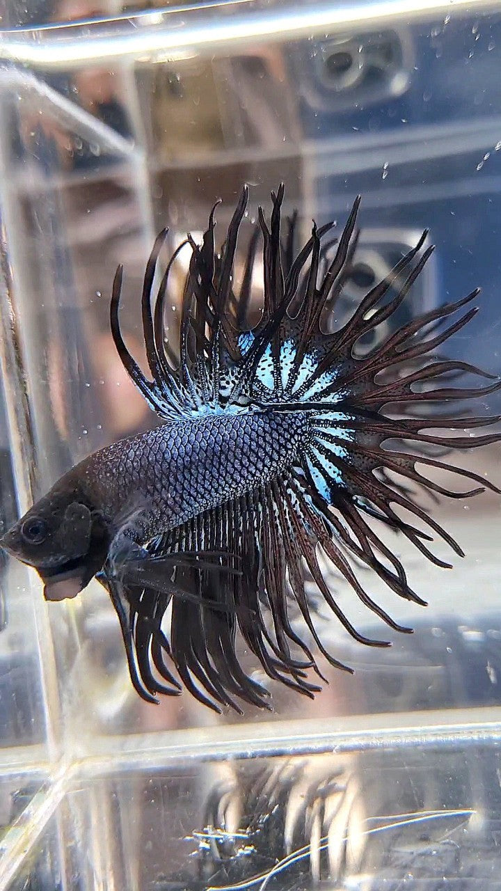 CROWNTAIL BLACK ORCHID SUPER BETTA FISH