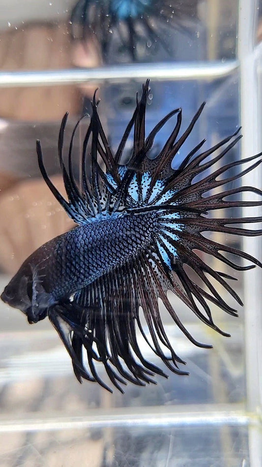 CROWNTAIL BLACK ORCHID SUPER BETTA FISH