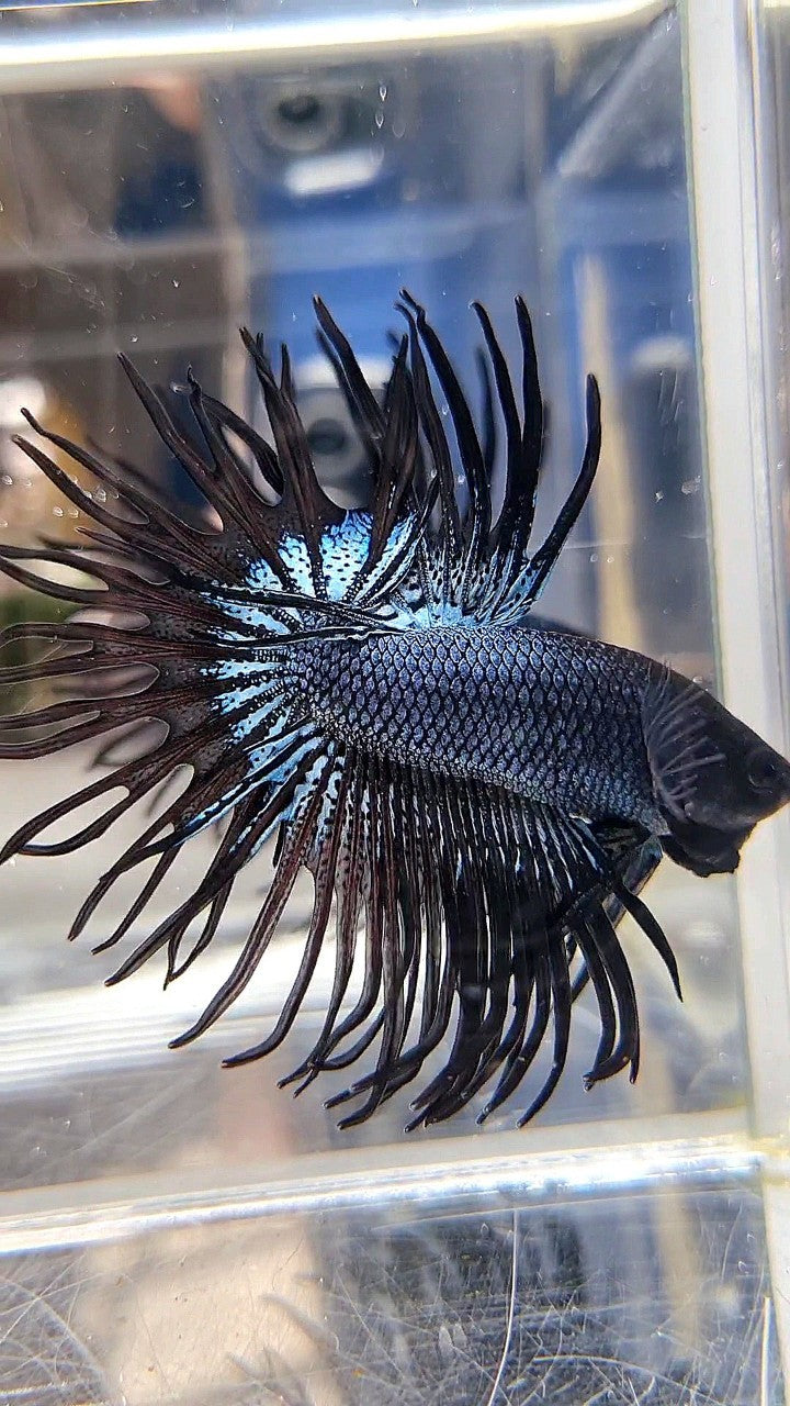 CROWNTAIL BLACK ORCHID SUPER BETTA FISH