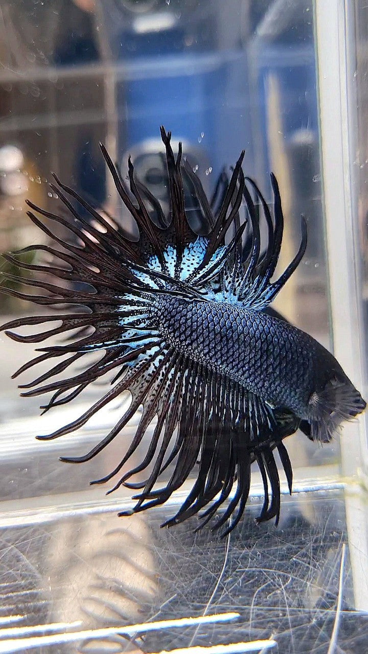 CROWNTAIL BLACK ORCHID SUPER BETTA FISH