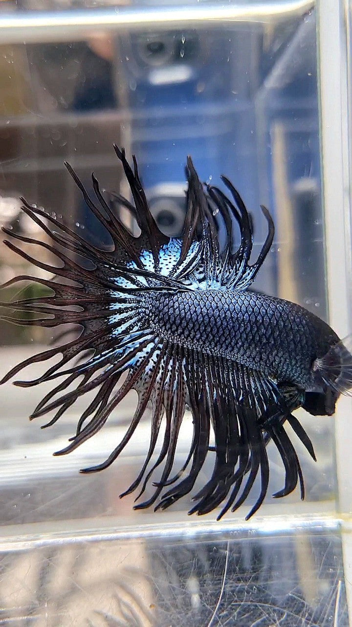 CROWNTAIL BLACK ORCHID SUPER BETTA FISH