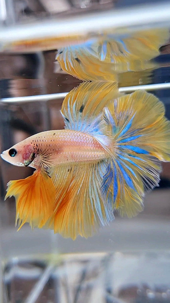 KING ROSETAIL HALFMOON YELLOW KOI BLUE WASH BETTA FISH