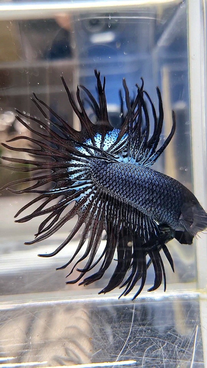 CROWNTAIL BLACK ORCHID SUPER BETTA FISH