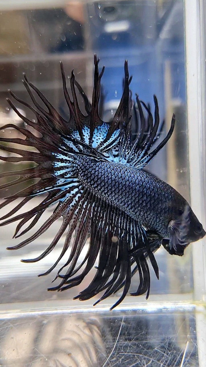 CROWNTAIL BLACK ORCHID SUPER BETTA FISH