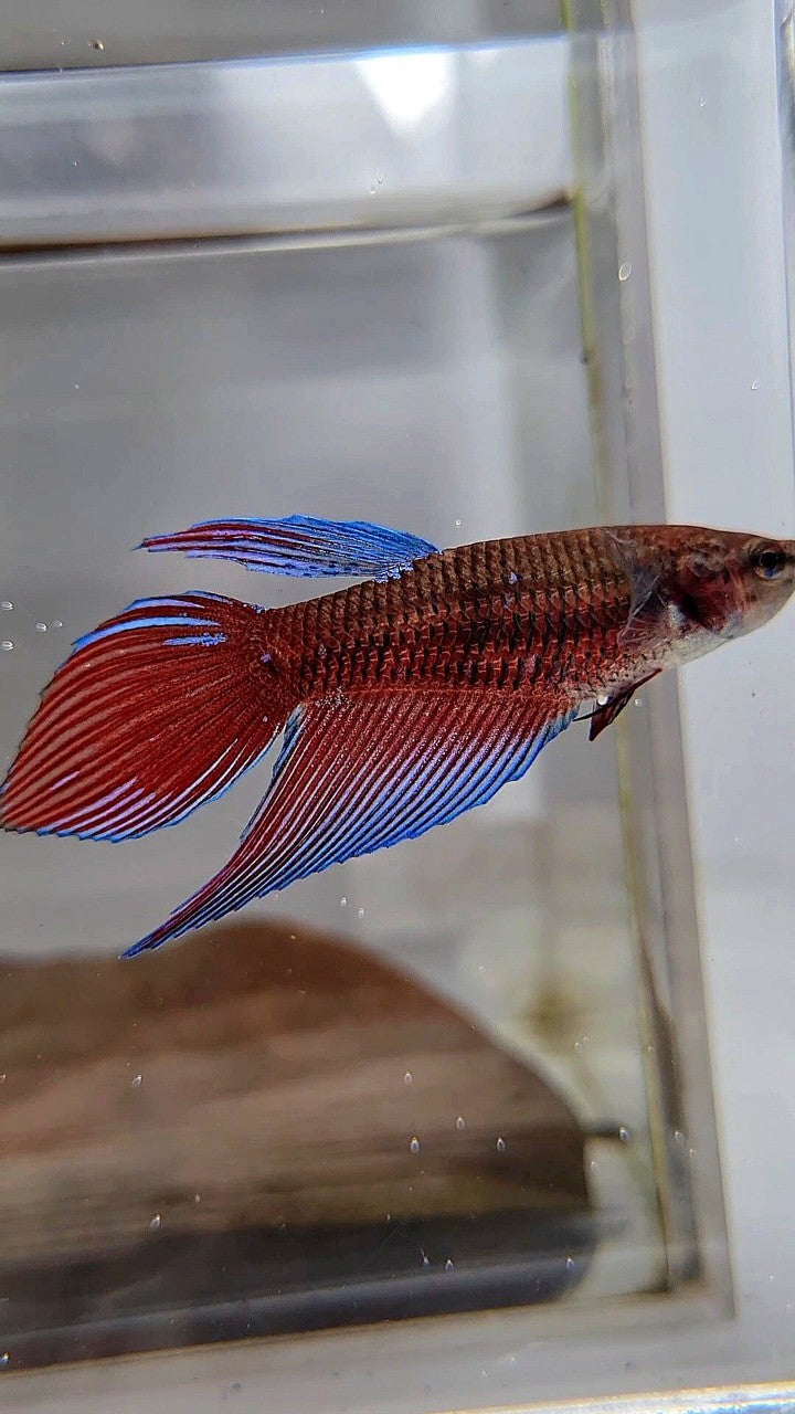 FEMALE VEILTAIL BLACK SAPPHIRE AVATAR BETTA FISH
