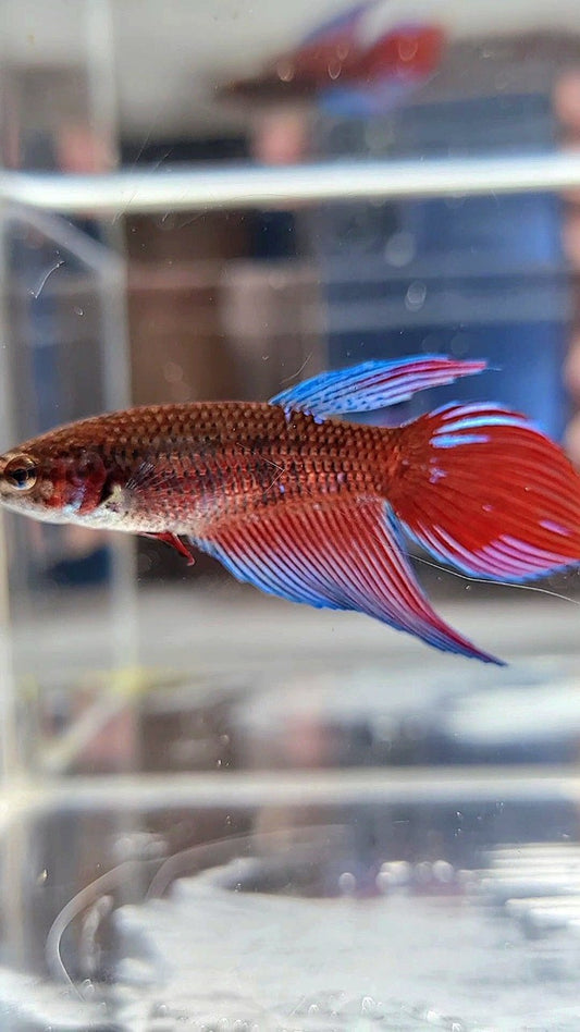 FEMALE VEILTAIL BLACK SAPPHIRE AVATAR BETTA FISH
