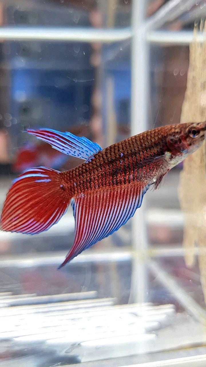FEMALE VEILTAIL BLACK SAPPHIRE AVATAR BETTA FISH