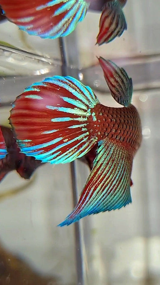 FEMALE VEILTAIL BLACK SAPPHIRE AVATAR BETTA FISH