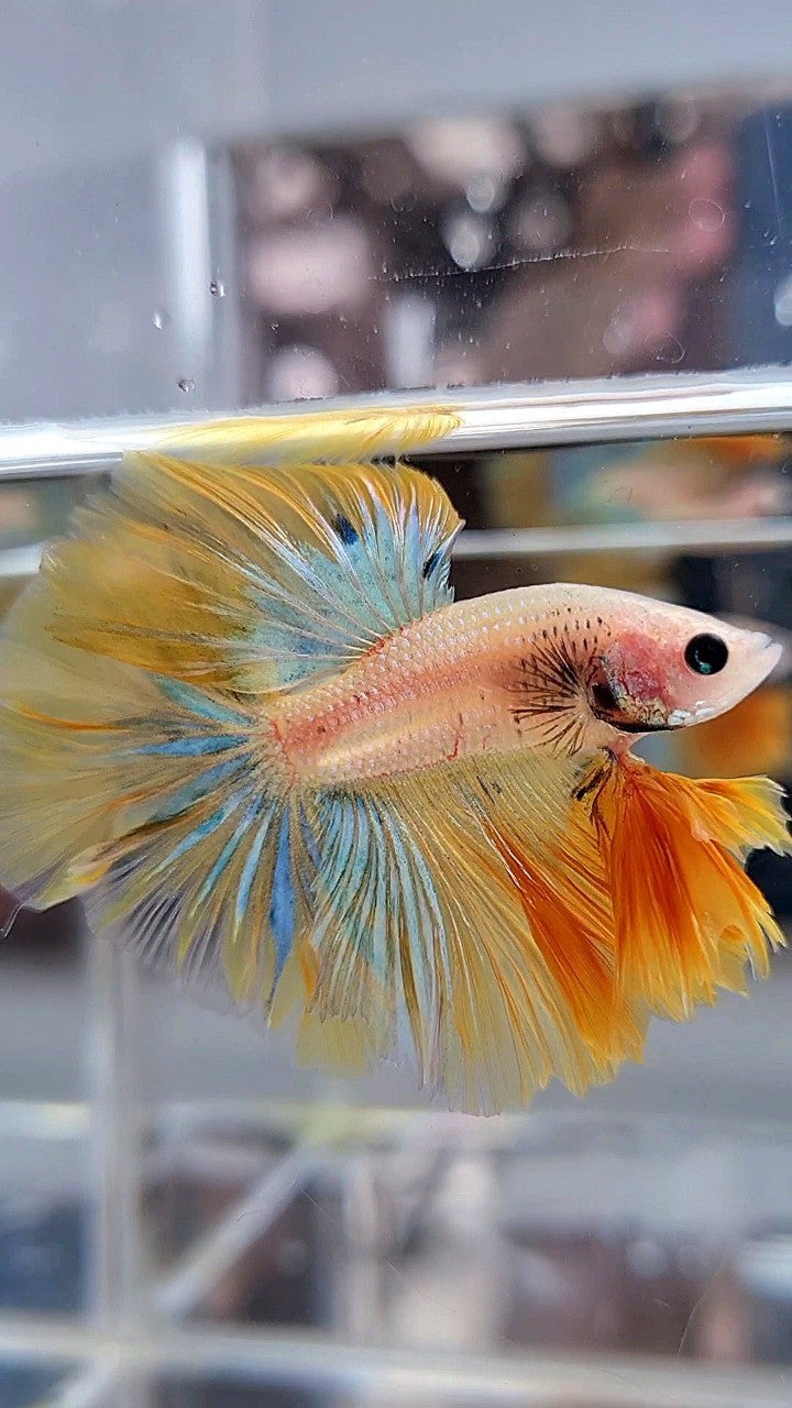KING ROSETAIL HALFMOON YELLOW KOI BLUE WASH BETTA FISH