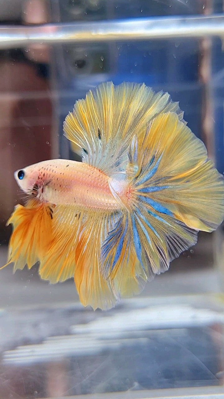 KING ROSETAIL HALFMOON YELLOW KOI BLUE WASH BETTA FISH