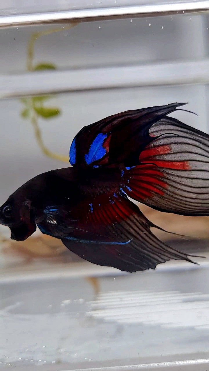 LUXURY VEILTAIL BLACK AVATAR PATTERN RED BETTA FISH