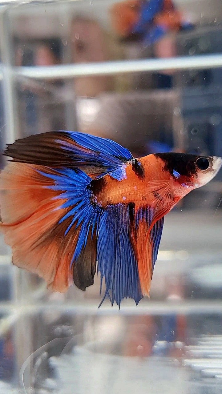 HALFMOON ORANGE MULTICOLOR BETTA FISH